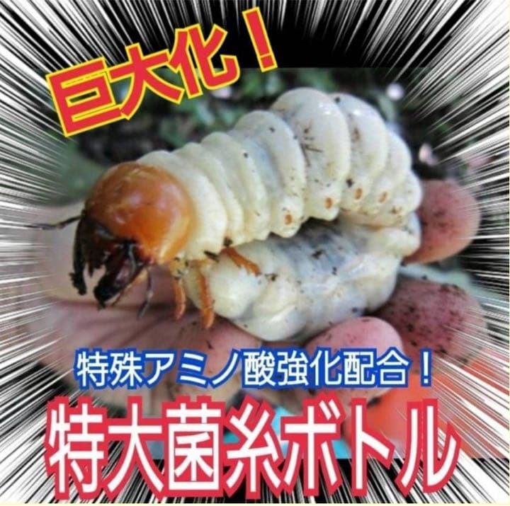 超特大2300ml【3本】ヒマラヤひらたけ菌糸瓶☆90ミリ以上の大型クワガタ専用