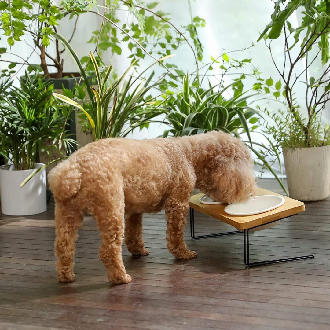 快適さと健康　猫　犬　食器　高齢　理想的な高さと角度