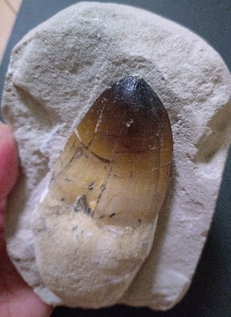 モロッコ産モササウルスの歯歯根と母岩付　プログナソドン ギガンデス