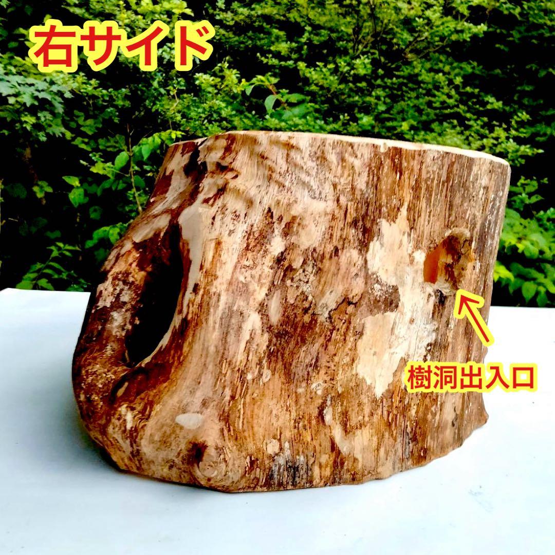 特大隠れ家　天然樹洞　登り木　クワリウム　クワガタ　止まり木　シェルター　エサ皿