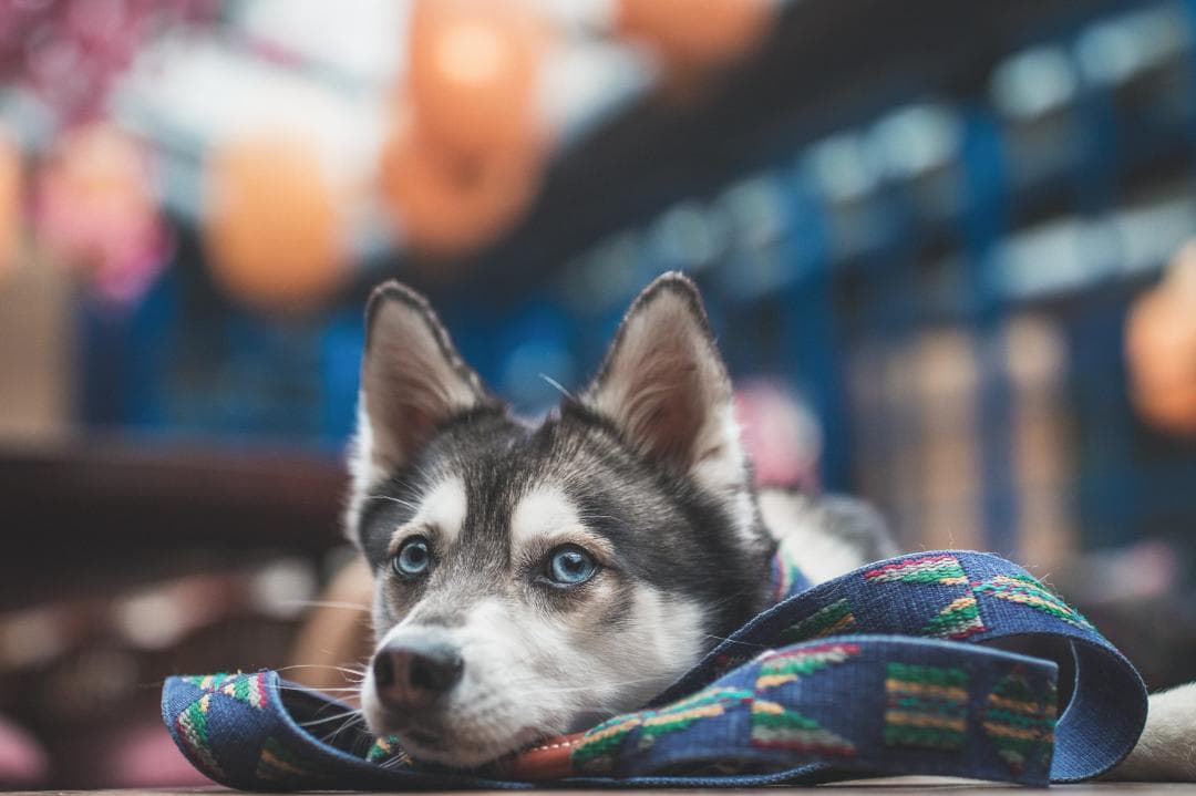 Etna Azul スペイン製 高級犬用リード（小型犬　中型犬）