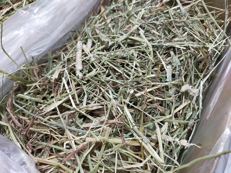 カナダ産 チモシー 60kg スーパープレミアム １番刈り