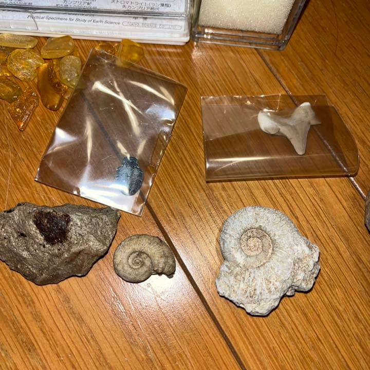 化石 アンモナイト 琥珀 亀 まとめ売り 三葉虫 スピノサウルス 爪