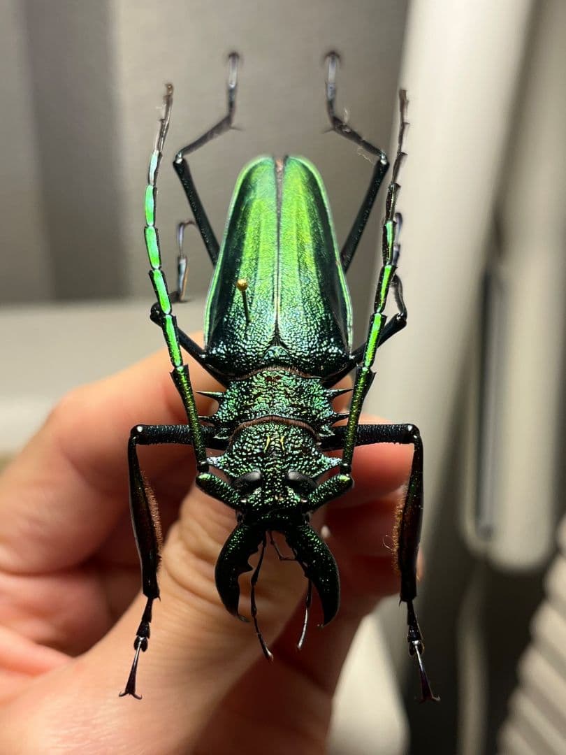 【極美GREEN】ルリオニカミキリ ムラサキオニノコギリカミキリ 昆虫標本