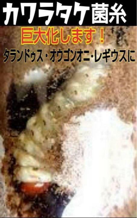 極上！カワラタケ菌糸瓶【5本】特殊アミノ酸強化配合！タランドゥス・オウゴンオニに