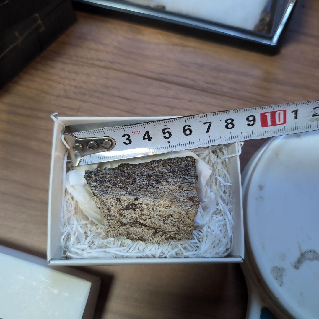 本物　トリケラトプス　角化石　71グラム　ラベル箱付き