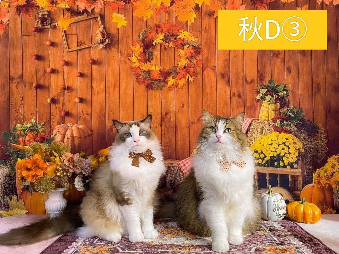 背景布　秋XD③　ペット撮影用フォトブース　ハロウィントリミングチョーカー販売中