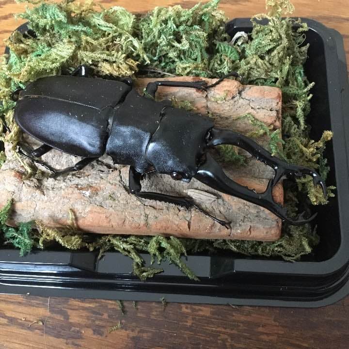 昆虫 標本化