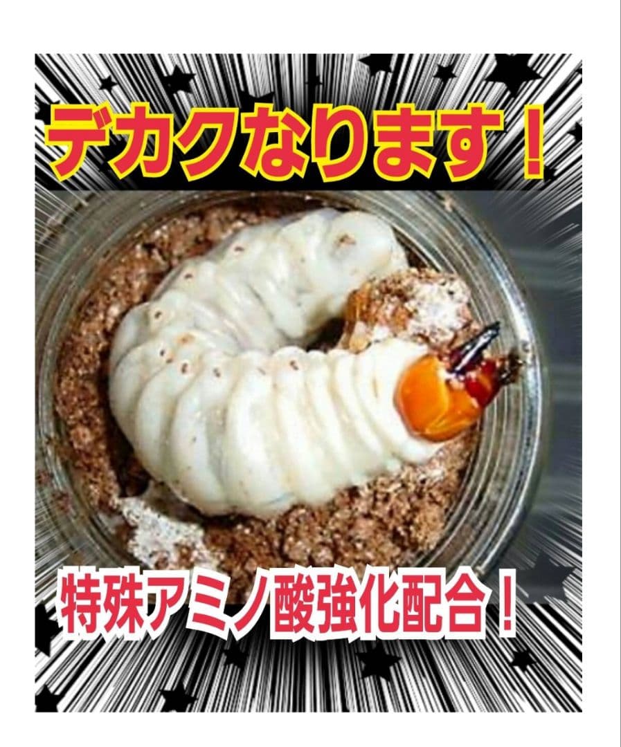 極上！ヒマラヤひらたけ菌糸瓶☆特大1500ml【6本】トレハロース強化配合！