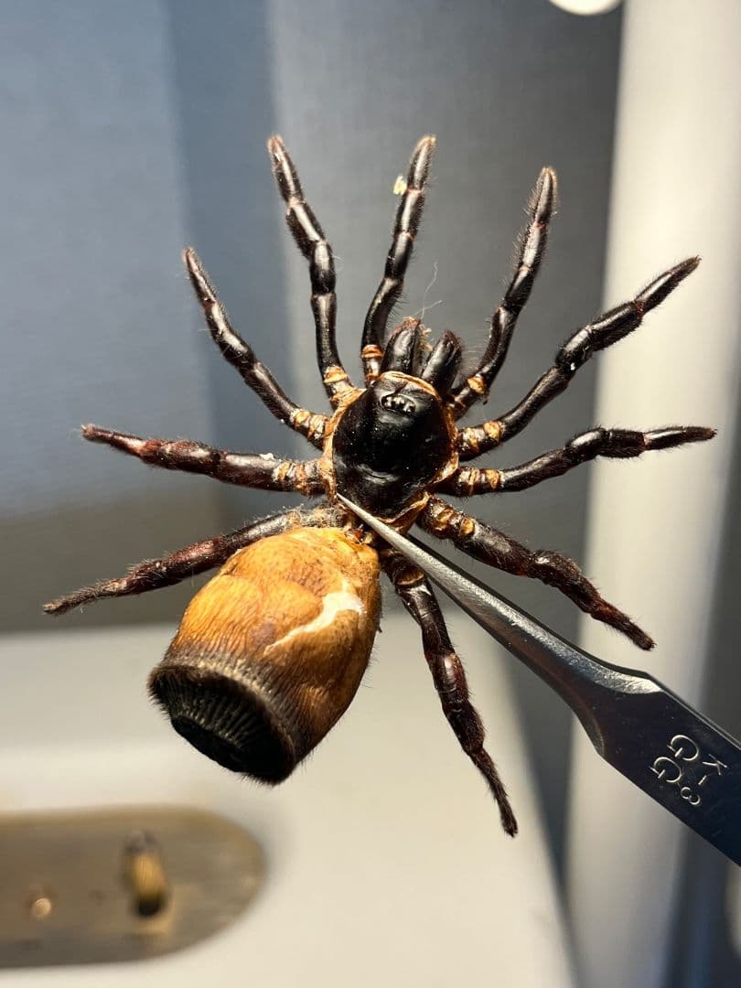 【尻割巨大】シリキレグモ トラップドアスパイダー タランチュラ 昆虫標本