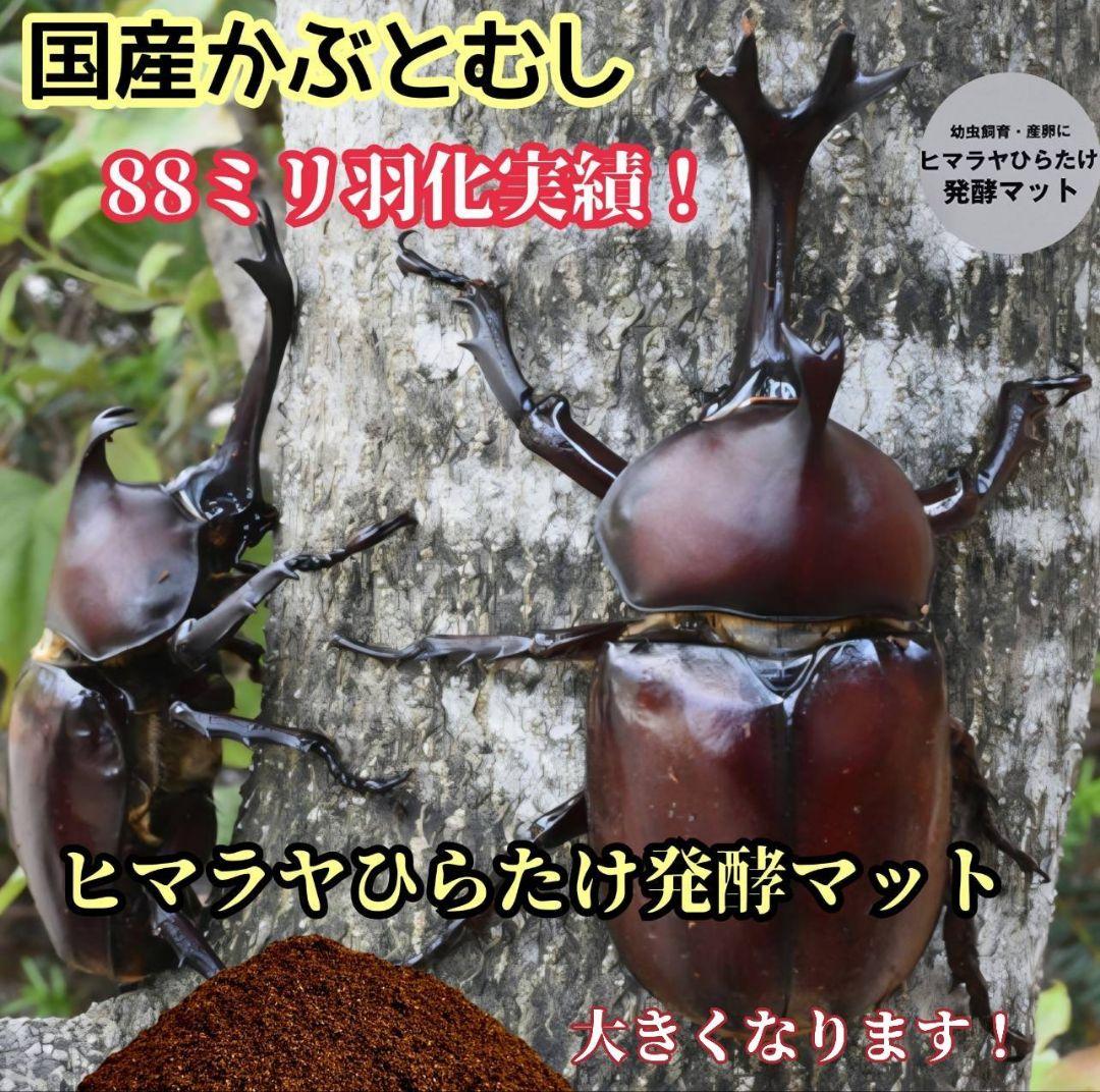 発酵マット入り！国産カブトムシ幼虫1頭飼育専用縦長クリアボト【30本セット】