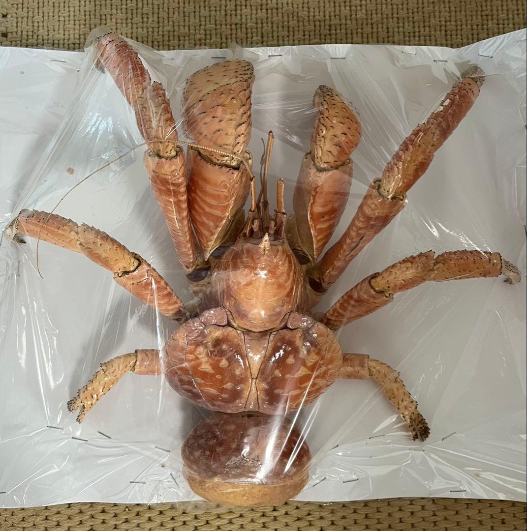 現地土産品 ヤシガニ 剥製 標本 約30cm以上