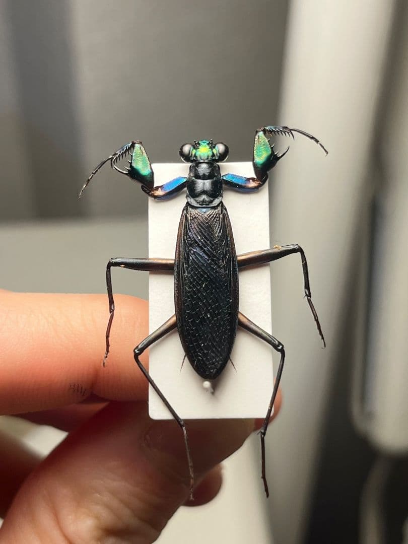 【標本】ケンランカマキリ スパイダーマンティスレッドローチショウジョウバエ