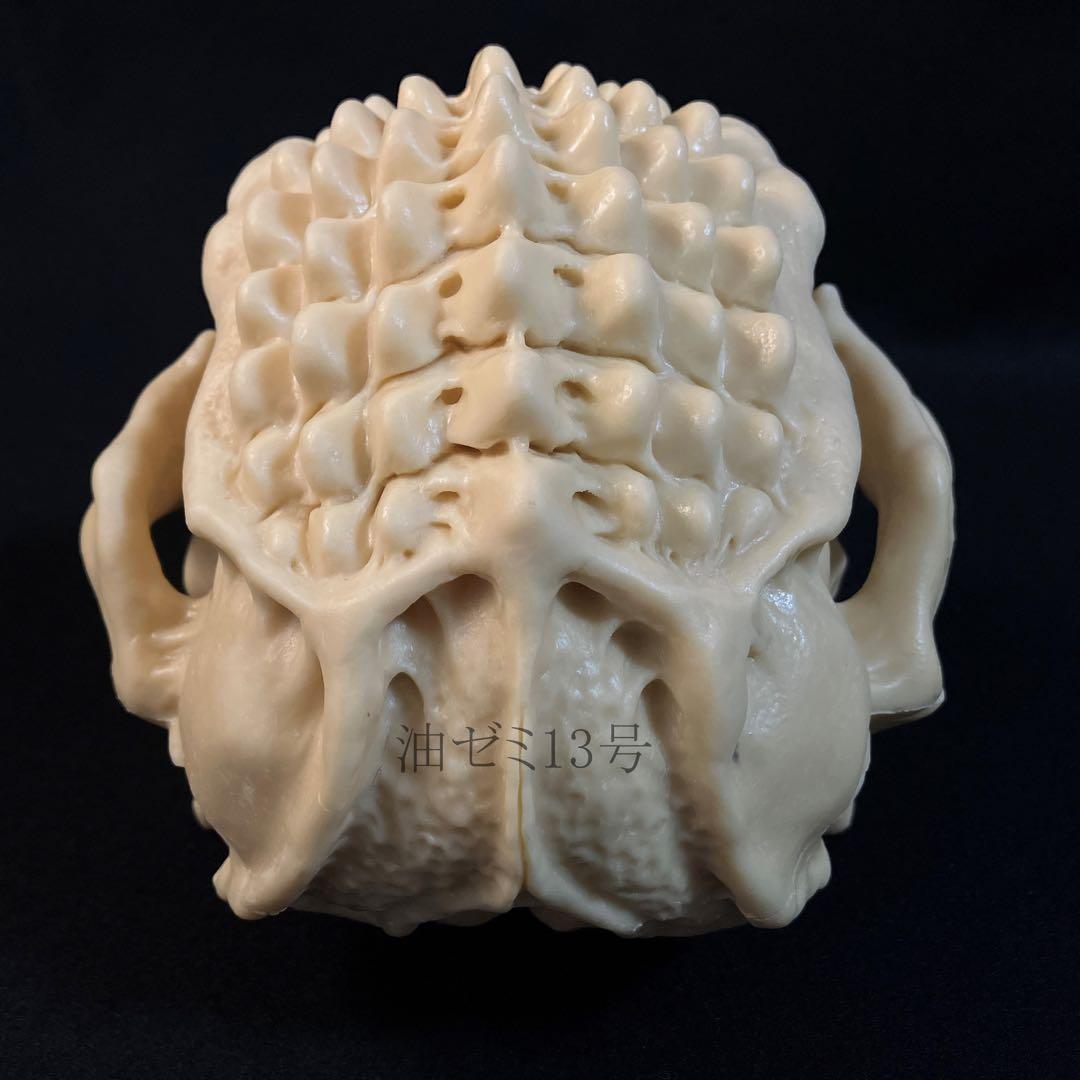 ゴジラスカル　Godzilla skull　ガレージキット　頭骨　頭蓋骨