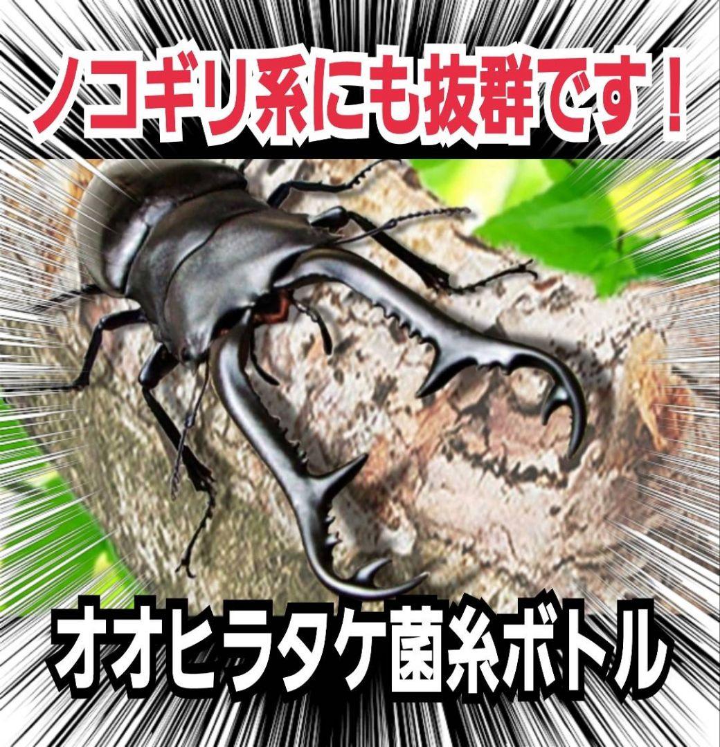 極上！オオヒラタケ菌糸瓶1100ml【8本】トレハロース、キトサン強化配合