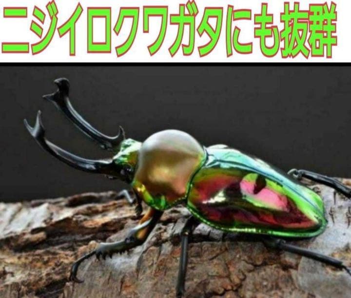 極上！ヒマラヤひらたけ菌糸ブロック【9個】初菌のみ使用！国産オオクワ85ミリ実績