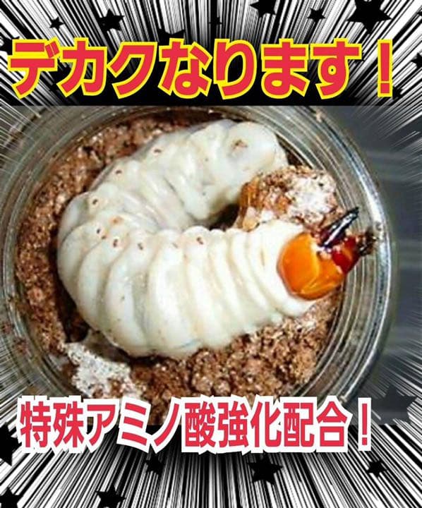極上！ヒマラヤひらたけ菌糸ブロック【9個】初菌のみ使用！国産オオクワ85ミリ実績