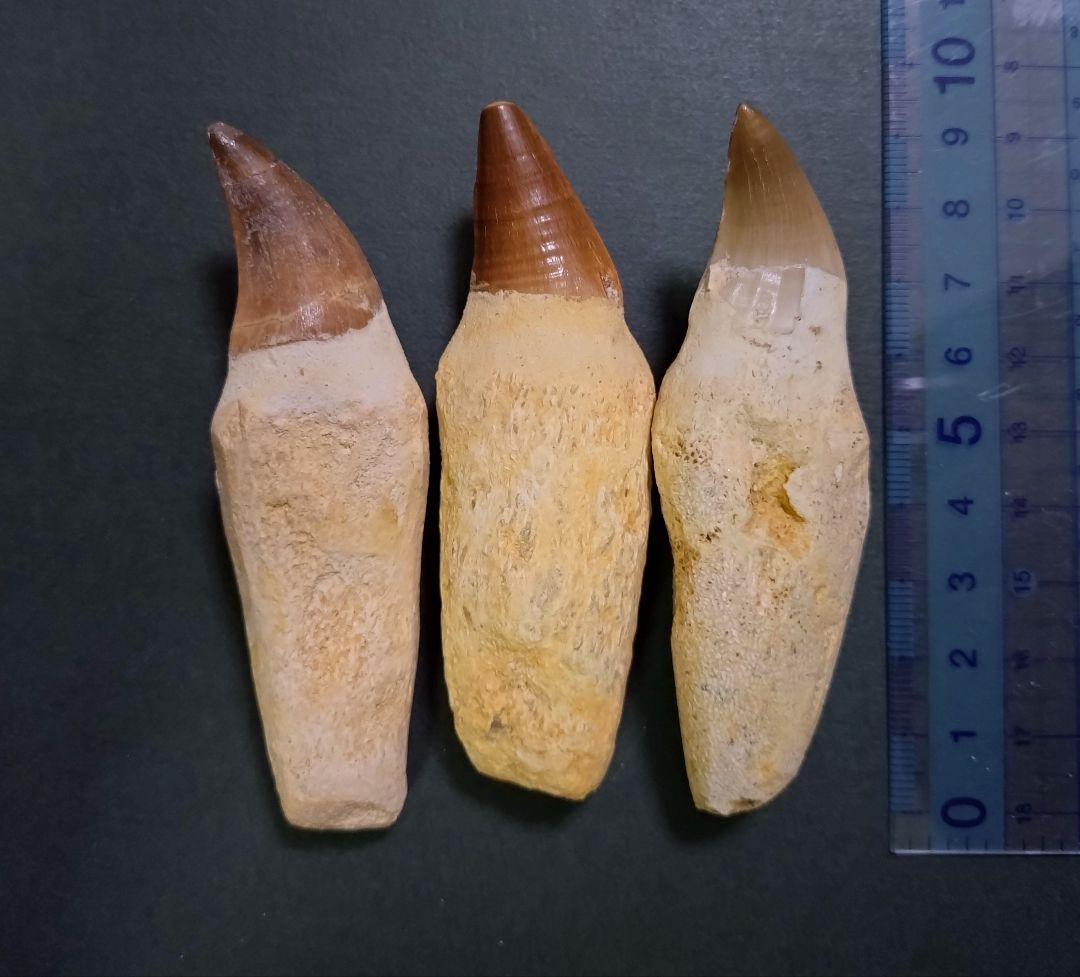 【お買い得本物】モロッコ産モササウルスの歯歯根付3本セット約9cm×3本