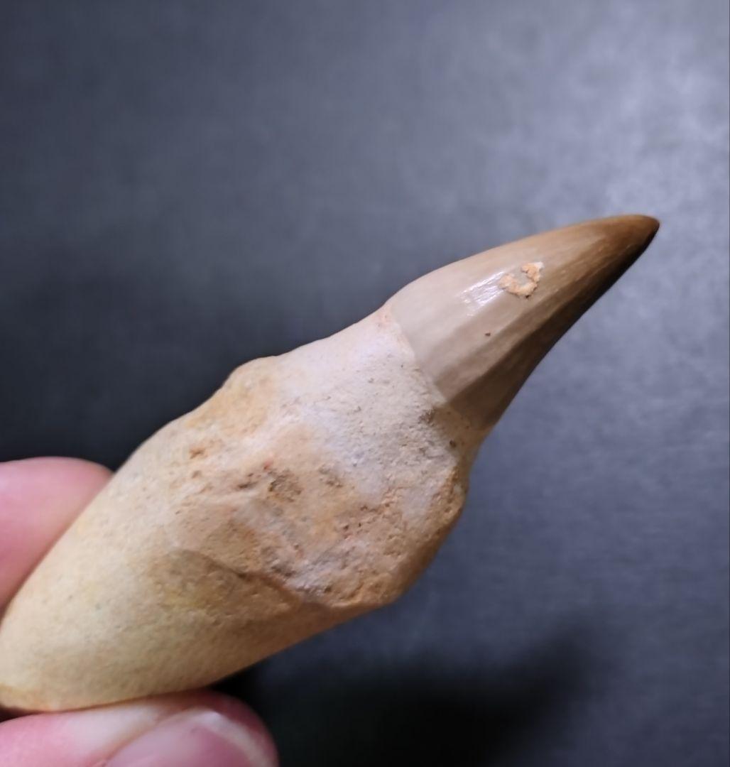 【お買い得本物】モロッコ産モササウルスの歯歯根付3本セット約9cm×3本