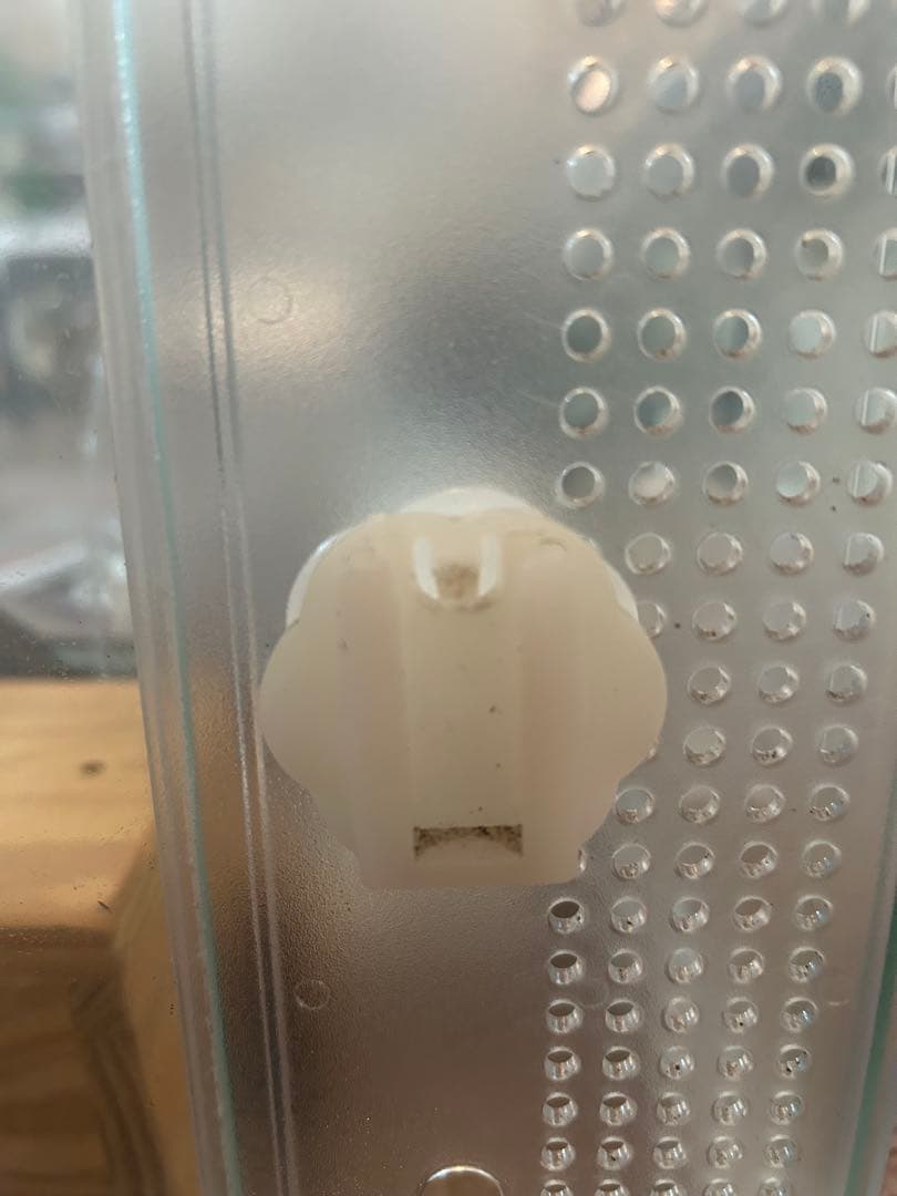 ハリネズミスターターセット