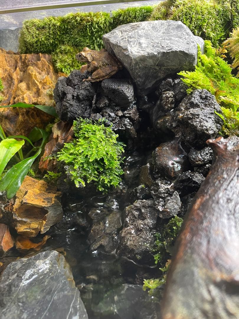【受注生産】 滝と渓流のアクアテラリウム　30センチ水槽