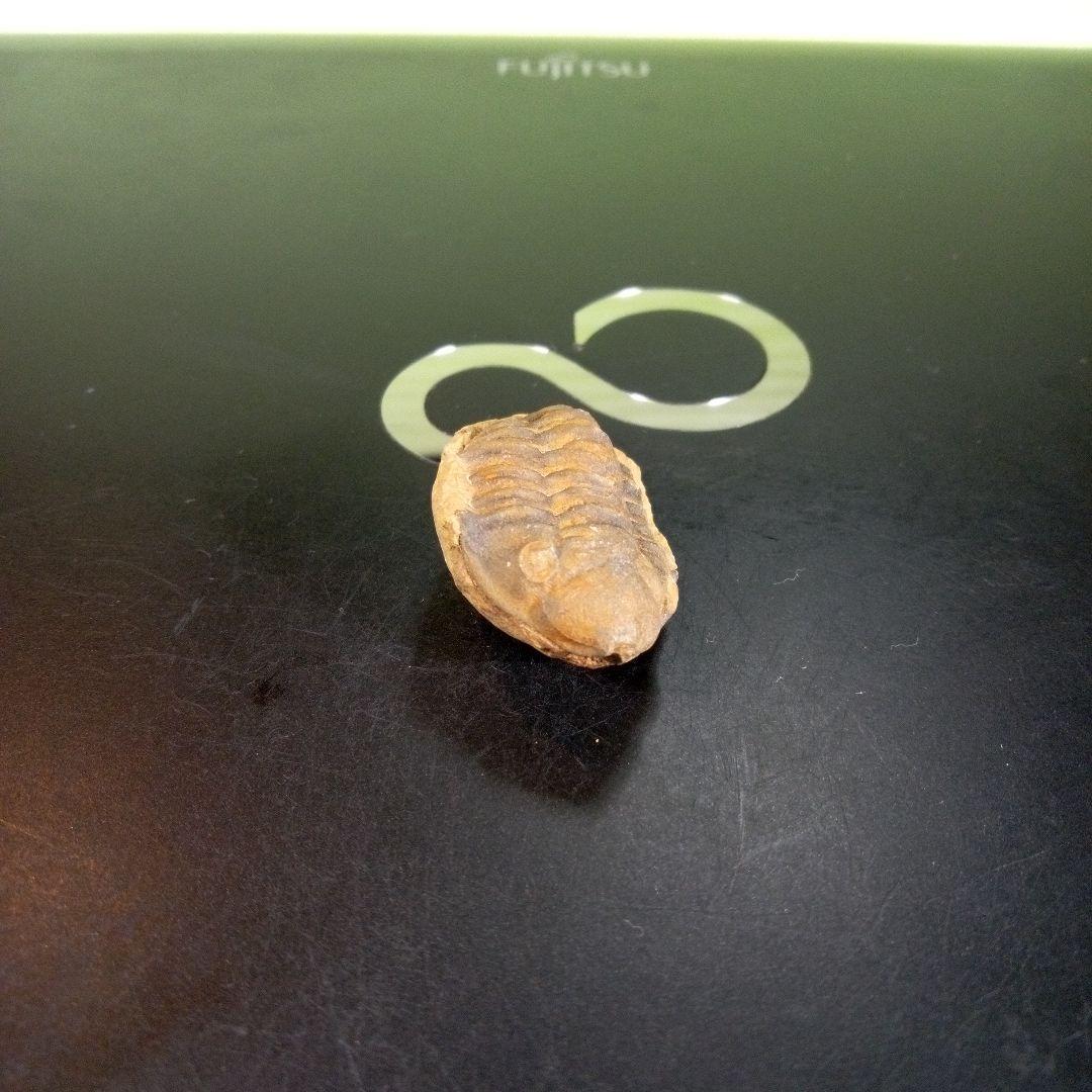 三葉虫　化石　fossil　海　ボリビア産　trilobite　海生動物種別⑦