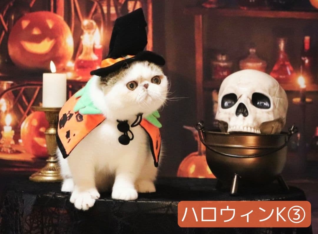 業務用トリミングチョーカー+背景布　ペット撮影用フォトブース　ハロウィン