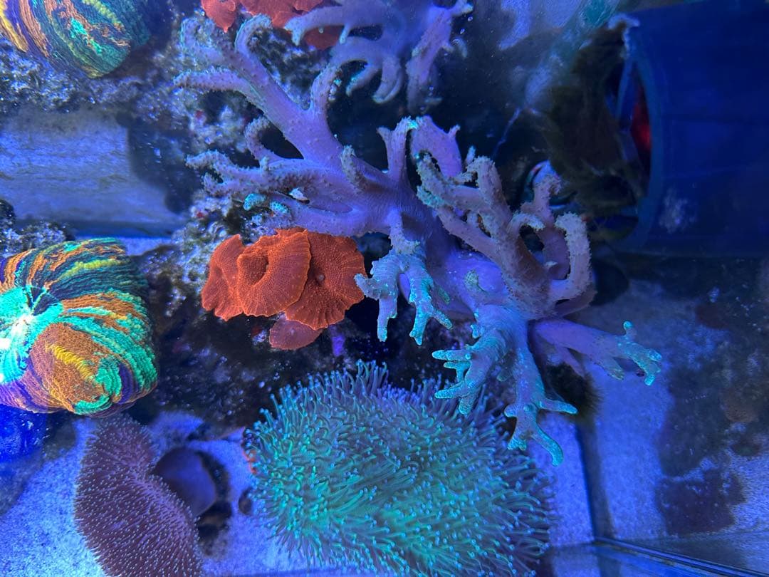 リポビタンD様　7種