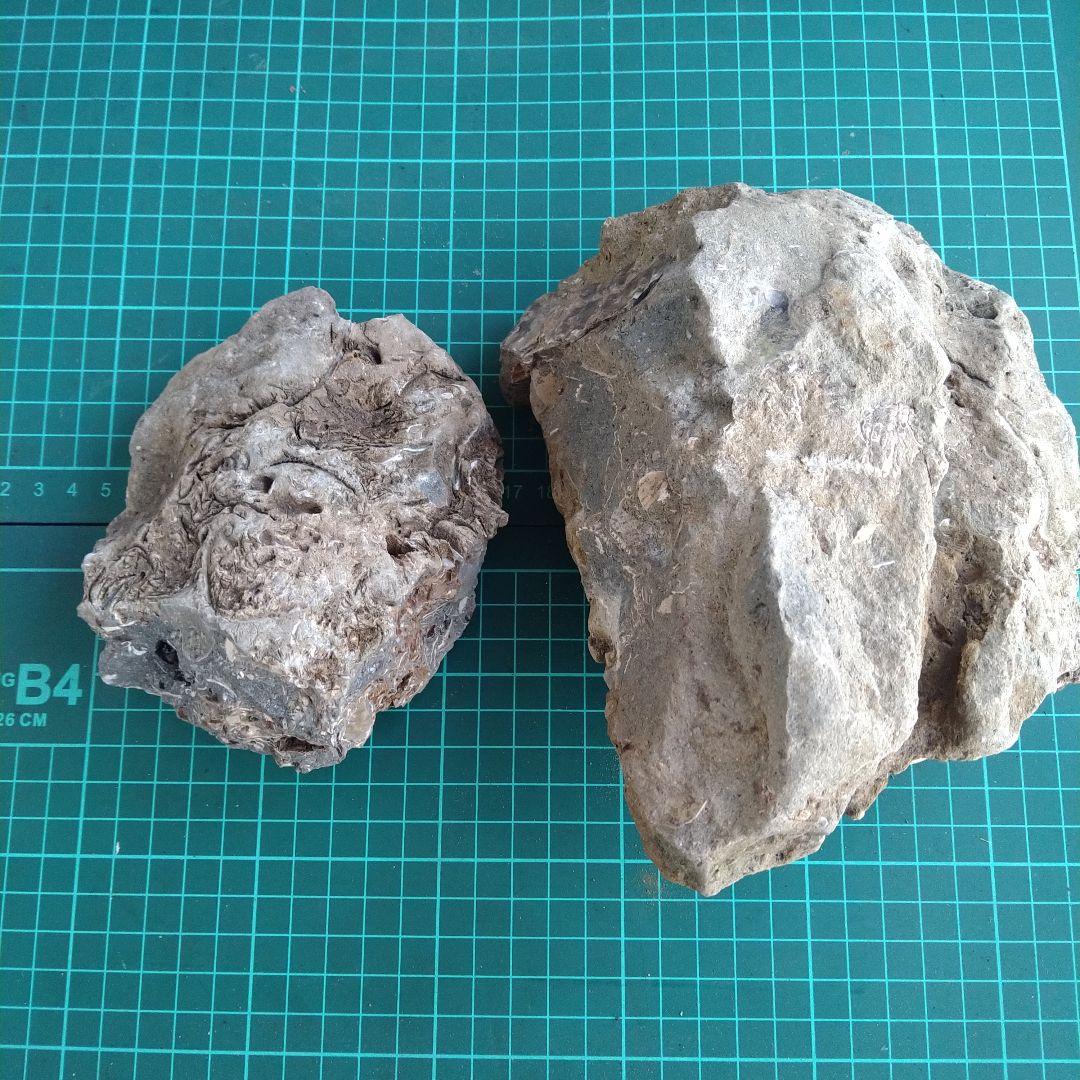 化石 貝殻 セット 標本 研究 古代生物 コレクション