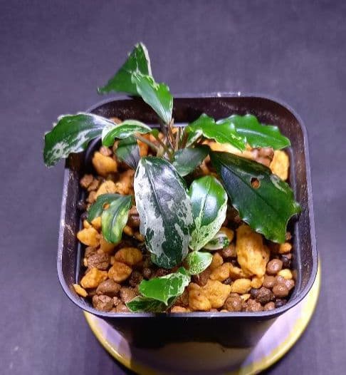 Bucephalandra sp. Motleyana Variegata　小株