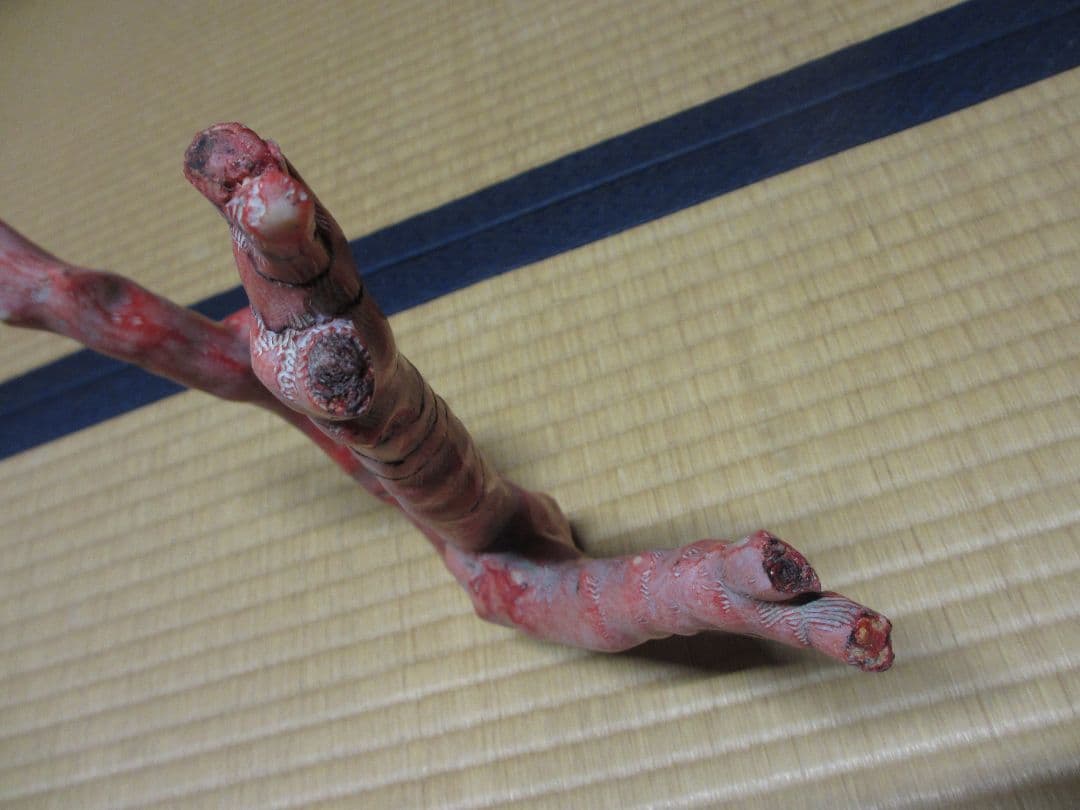 山サンゴ