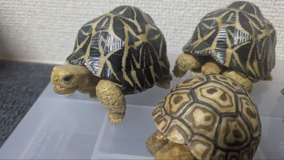 いきもの大図鑑　リクガメ　フィギュア　まとめ　子ガメ　バラ不可