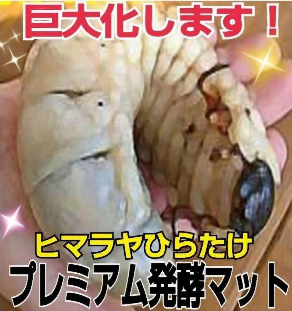 ヘラクレスが大きくなります！プレミアム3次発酵マット【60L】180ミリ羽化実績